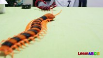Innovation Scorpion and Giant Scolopendra Creepy Crawlers Toys-fJ4XcCS