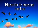 Carlos Michel Fumero te da a conocer la migración de animales marinos