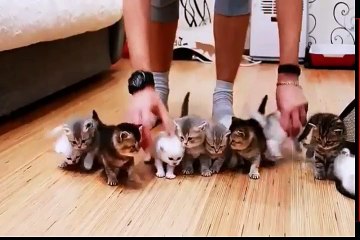 Taking A Picture Of Kittens Is Impossible