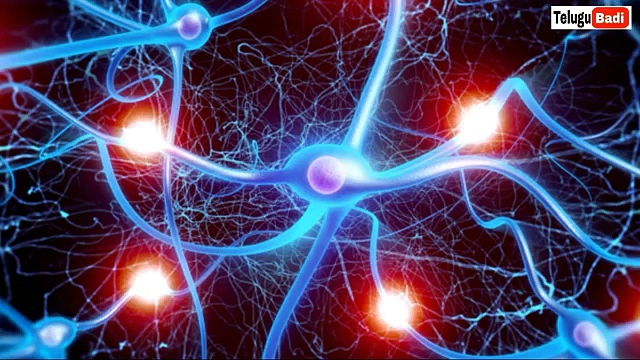 మన మెదడు ఎలా పనిచేస్తుందో తెలుసా _ How the Human BRAIN Works in Telugu _ Brain Power