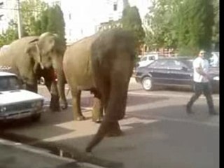 Super comedie funny belea comedie(cu elefantii pe strada)