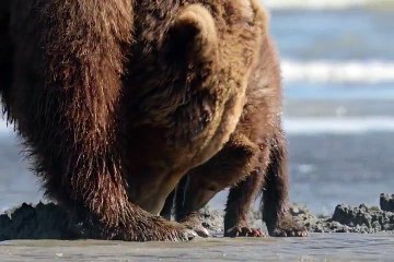Just Some Grizzlies Minding Their Own Business