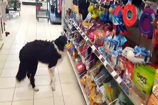 Clever Dog Shops For His Own Treats