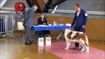 EXPO CANINE AMIENS 29 04 2017 MADDIE ET GILLES
