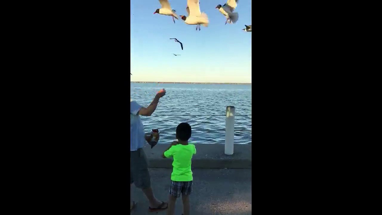 seagulls