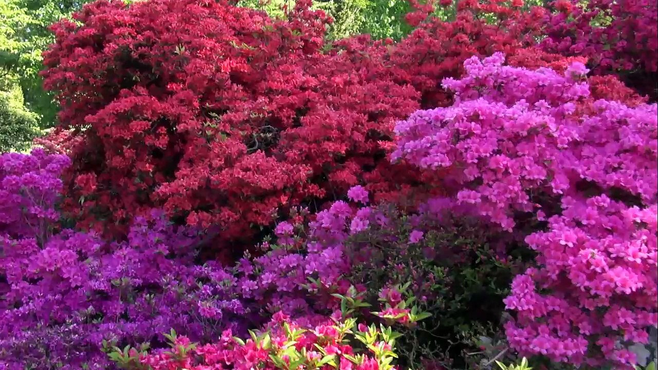 ÎLES BORROMÉES: des lacs , des fleurs, et des palais.