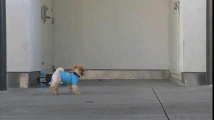 jiff  dog amazing tricks video