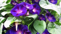 Morning glory plant-Full HD released by NCV