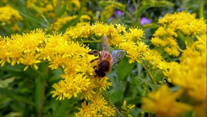 Pollination through bee-Full HD released by NCV