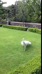 AWESOME THE MOST MAGNIFISENT WHITE PEACOCK DANCE,PEACOCK DANCE