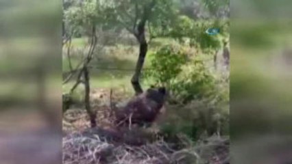 Tuzağa Yakalanan Domuzu İtfaiye Kurtardı