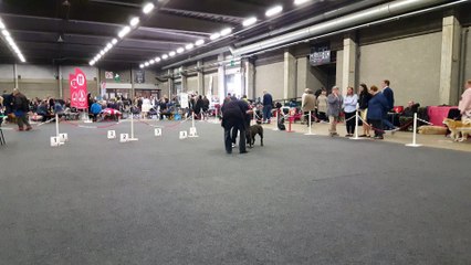 INTERNATIONALE DOG SHOW D'ANVERS 2017 ( BELGIQUE)