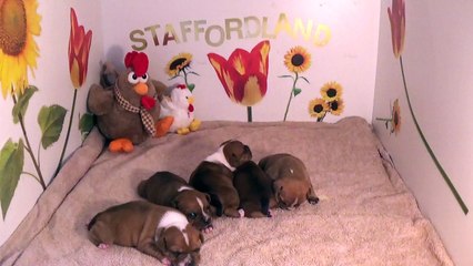 9ème Vidéo Les P'tits Oeufs de la 28ème portée de Staffordland