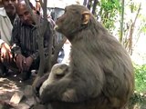 MONKEY BREAST FEEDING TO A DOG BABY | HOW CAN BE THEY SO KIND | MUST SEE PURE LOVE