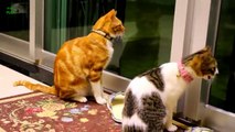 Funny Cats And Kittnes Playing mewing | laugh | creative nature