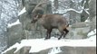Deer roe foraging for food in the snowy woods, ultra hd,4k,real time