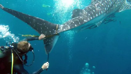 Une plongeuse vient en aide à requin de 4 mètres