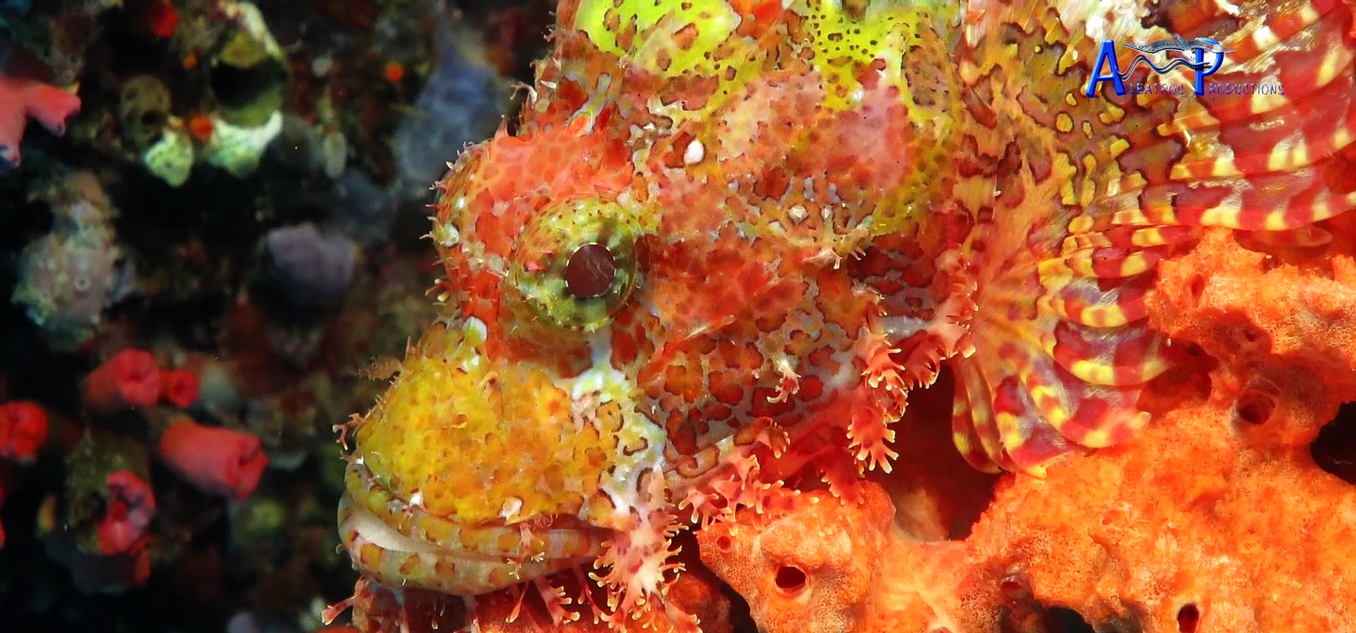 ALBATROS Productions