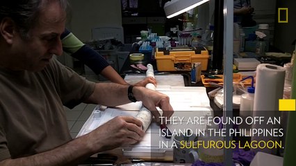 Weird, Deep-Sea Worm As Long As an Arm