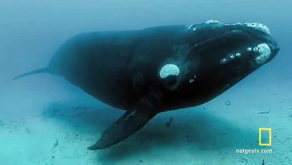 Close Encounters of the Giant Kind