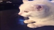 Os Melhores Vídeos De (Gatos Engraçado) Do Mundo Para Morrer De Rir