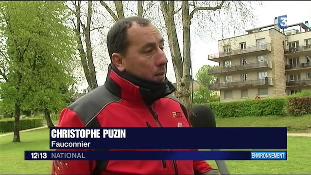 La mairie de Luxeuil-les-Bains fait la chasse aux corbeaux avec des buses américaines