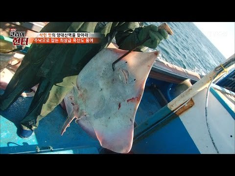 드디어 잡힌 흑산도 홍어! 홍어의 가격은? [뉴 코리아 헌터] 48회 20170501