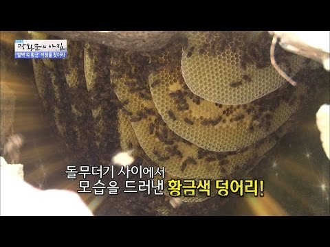 돌무더기 속에서 드러난 꿀덩어리! [광화문의 아침] 293회 20160810
