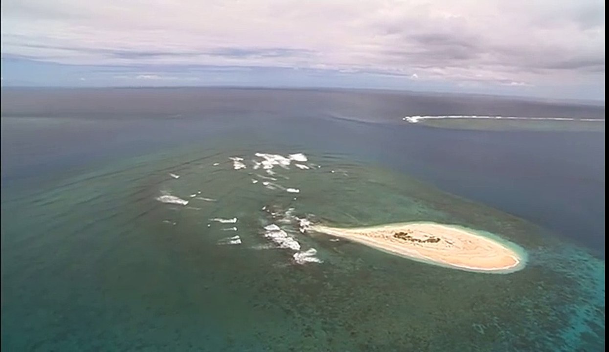 Un requin tigre mange une baleine bleue vivante