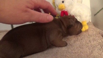 14ème Vidéo Le P'tit Oeuf n°5 Mâle de la 28ème portée de Staffordland