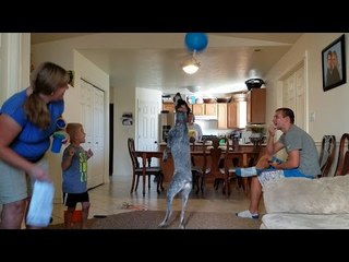Dog Discovers the Joys of Playing With a Balloon