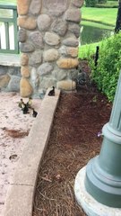 Follow Me Little Ducklings