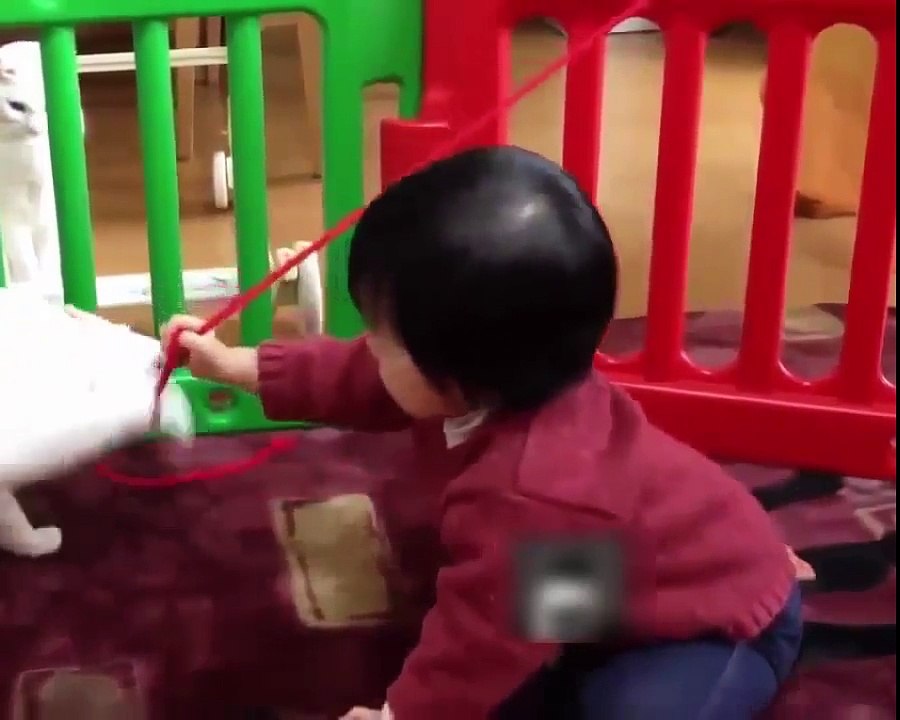 funny cat videos Funny Cats Compilation 2016 You Can't Stop Laughing 11