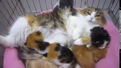 funny cats video-funny kittens video-funny cats compilation