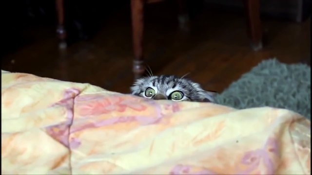 OMG! Cats on Youtube Funny Cats - New Funny Cats Video - Funny Animals - Funny Videos
