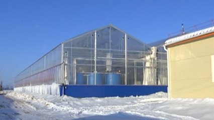 These Tomatoes Can Grow In Siberia
