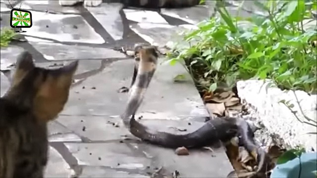 funny cats