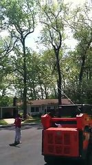 Tree Service Columbia, Maryland