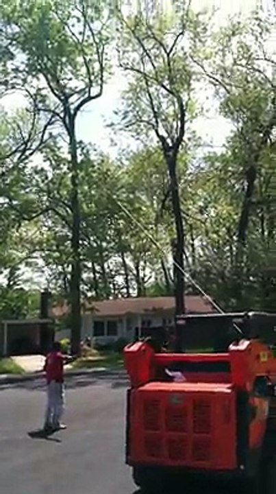 Tree Service Columbia, Maryland