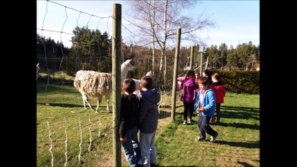 classe-cirque les animaux