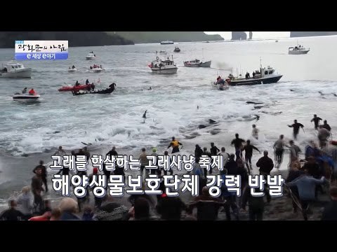 고래사냥 축제?! 고래가 멸종하는 이유! [광화문의 아침] 292회 20160809