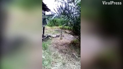 Un python en Malaisie a mangé une chèvre,il finit par le payer cher
