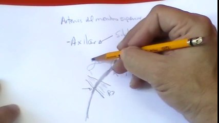 ANATOMIA 2.0_ ARTERIAS DE MIEMBRO SUPERIOR 1_2