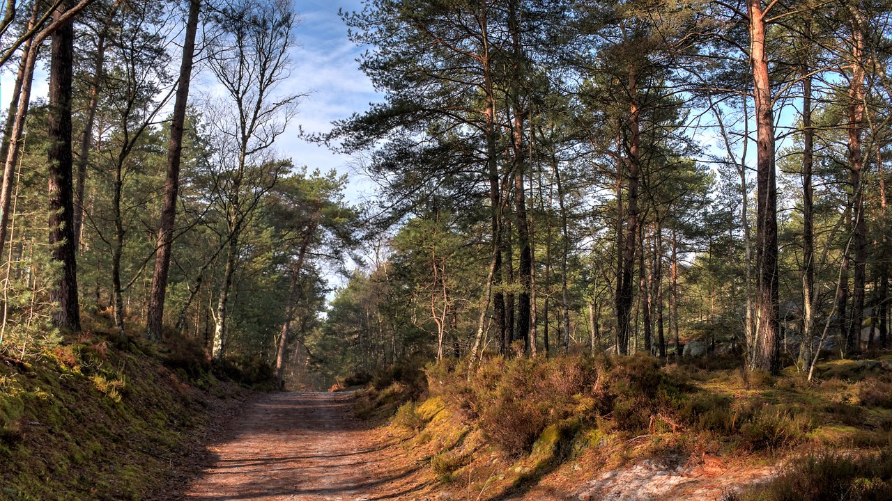 Circuit des 35 bosses extended de Fontainebleau