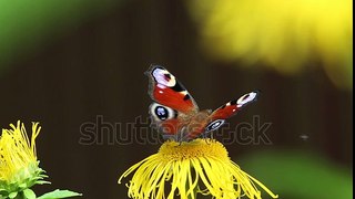 Butterfly European Peacock (Aglais io) on a Elecampane flower