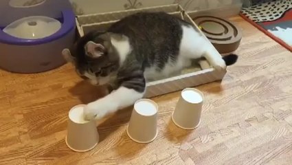 No One Can Hustle This Cat