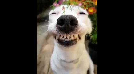 El perro se parte de las risas con el niño risita