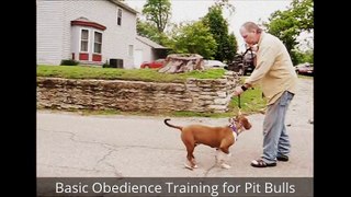 How To Train A Pitbull