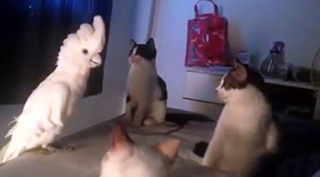 Quand ce perroquet se met à miauler, la réaction des chats est à mourir de rire!!