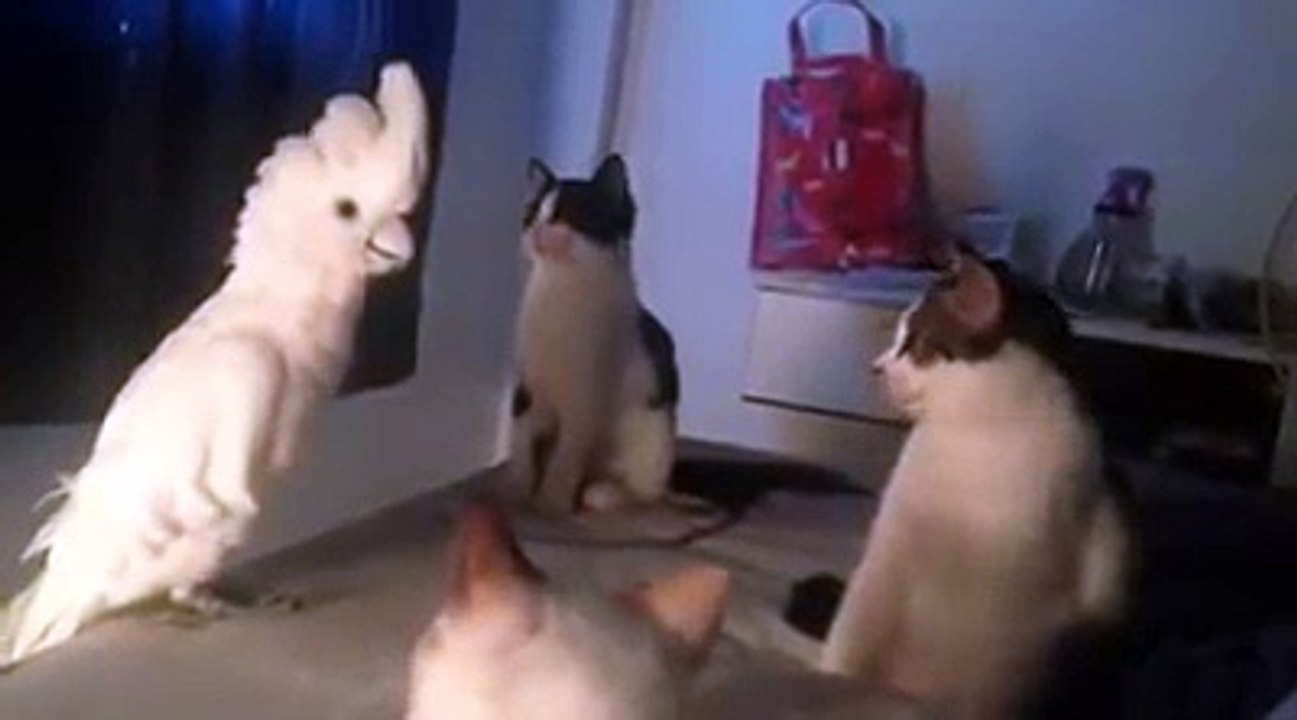 Quand ce perroquet se met à miauler, la réaction des chats est à mourir de rire!!